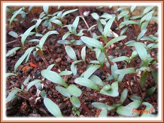 10 days-old seedlings of a pink-coloured Gomphrena globosa that germinated within 5 days. Shot June 3 2009