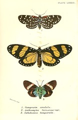 the estate of things chooses vintage jamaica moth print