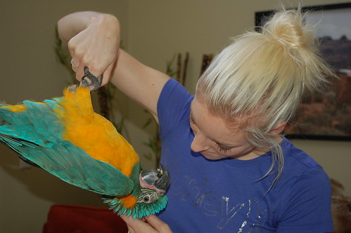 Inside the Challenges and Joys of Living With a Parrot - InsideHook