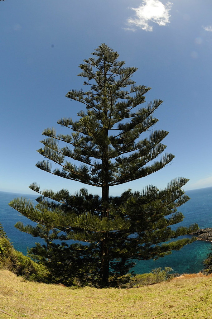 Photo: Norfolk Island Pine