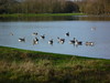 Geese at Haysden Tonbridge