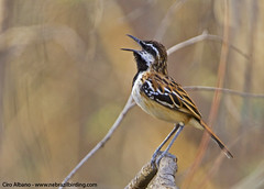 Stripe-backed Antbird_Myrmorchilus strigilatus
