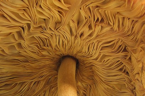 Mushroom Closeup