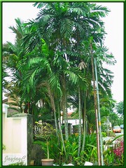 Ptychosperma macarthurii (Cluster Palm, Macarthur Palm), in the neighbourhood