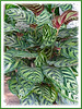 Calathea makoyana (Peacock Plant, Cathedral Windows, Brain Plant)