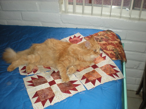 Cat and quilt