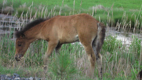 Pony at Assateague Island