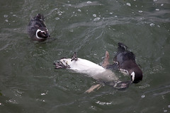 baudchon-baluchon-pinguins-3090