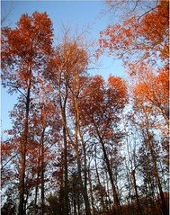 Bare Trees Edit -Changing Seasons