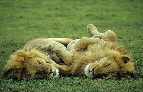Lions sleeping 2