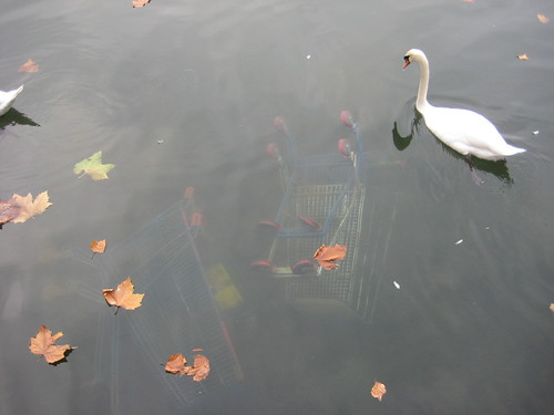 Gita a Parigi, 31.10.09: cigni sul lago di Créteil. 2
