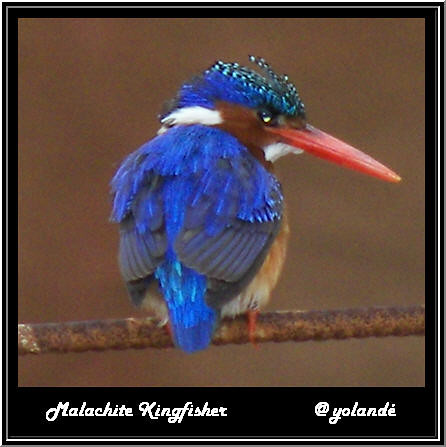 Malachite Kingfisher / Kuifkopvisvanger - Alcedo cristata