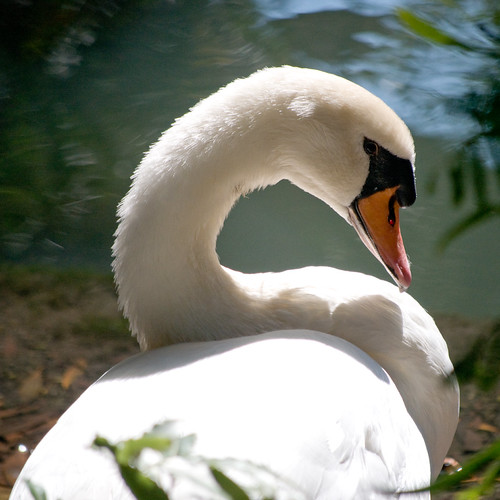 Swan