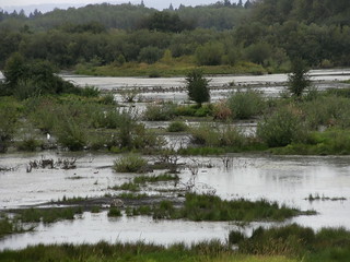 Wetlands at the Hillsboro Landfill