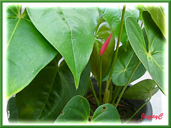 Rosy-pink Anthurium andraeanum at our backyard, Sept 3 2009