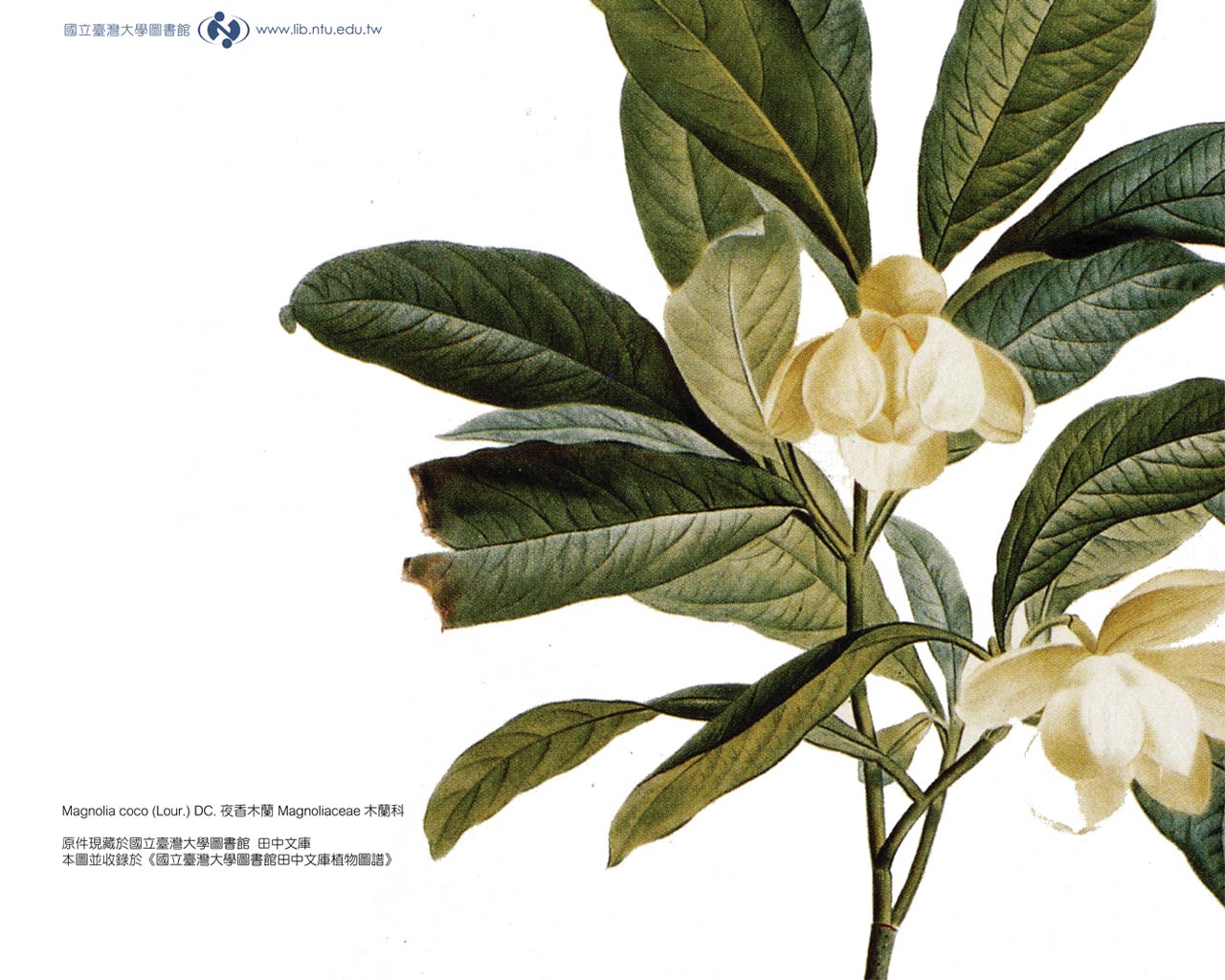 台湾大学植物図鑑 無料壁紙の画像 764