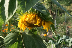 sunflower 9