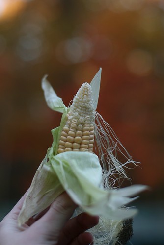 Early Corn