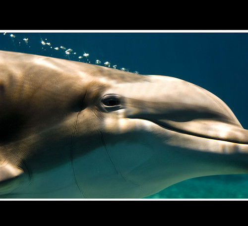 Dolphin