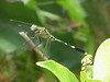 Orthetrum Sabina Dragonfly