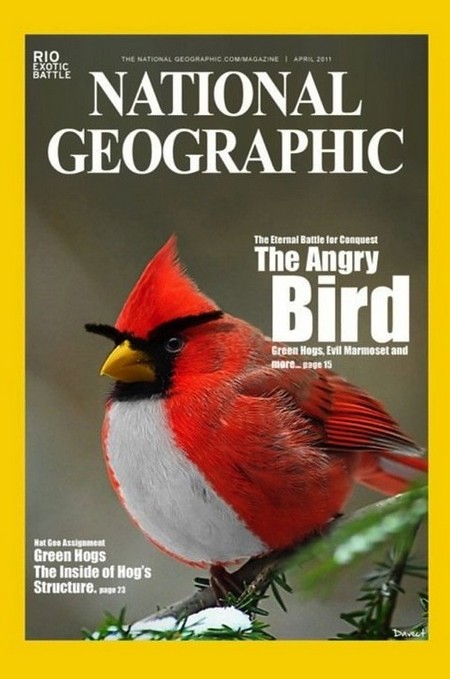 "Real Life Angry Bird" on the cover of National Geographic magazine - Alvinology