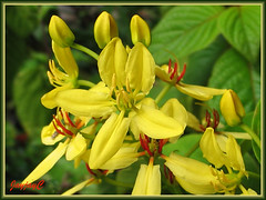 Tristellateia australasiae (Shower of Gold Climber, Vining Milkweed) in our tropical garden