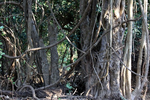 Low 2009-11-29 Sasan Gir - 01 Safari 11 Banyan Tree