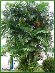 Ptychosperma macarthurii (Cluster Palm, Macarthur Palm)