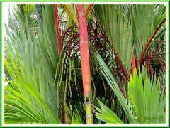 Curved inflorescence of Cyrtostachys renda (Lipstick Palm, Red Sealing Wax Palm)