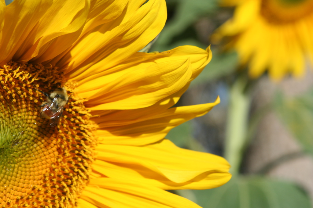 Honey bee on a Sunflower
