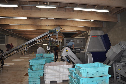 There are conveyor belts that gently shuttle the grapes from bin to work floor and through various pieces of machinery that sound as if they are from Austin Powers.