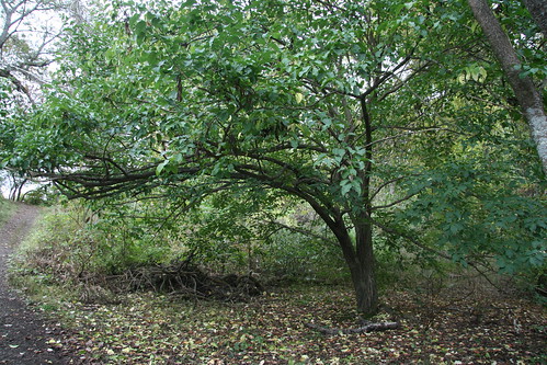 unknown tree 2