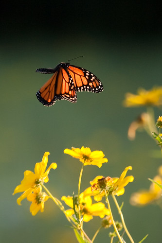 Monarch in Flight