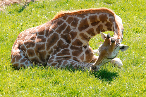 giraffe (Giraffa camelopardalis)