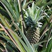 Ananas Victoria - Ile de la Réunion
