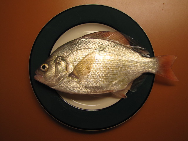 卵胎生 ウミタナゴ すべての魚は卵からじゃない そのままの形で産む海水魚 水槽レンタル神奈川 マリブ 海水専門 メンテナンス