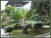 Latania loddigesii (Blue Latan Palm, Silver Latan Palm), at the courtyard