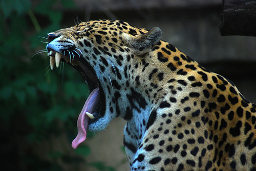 Dont mess with the Jaguar. It has one of the strongest bites of any big cat.