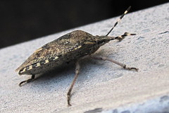 Anglų lietuvių žodynas. Žodis beetle off reiškia vabalas off lietuviškai.