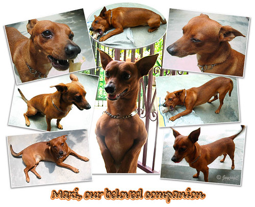 A collage for Maxi's 5th birthday on Oct 1, 2009
