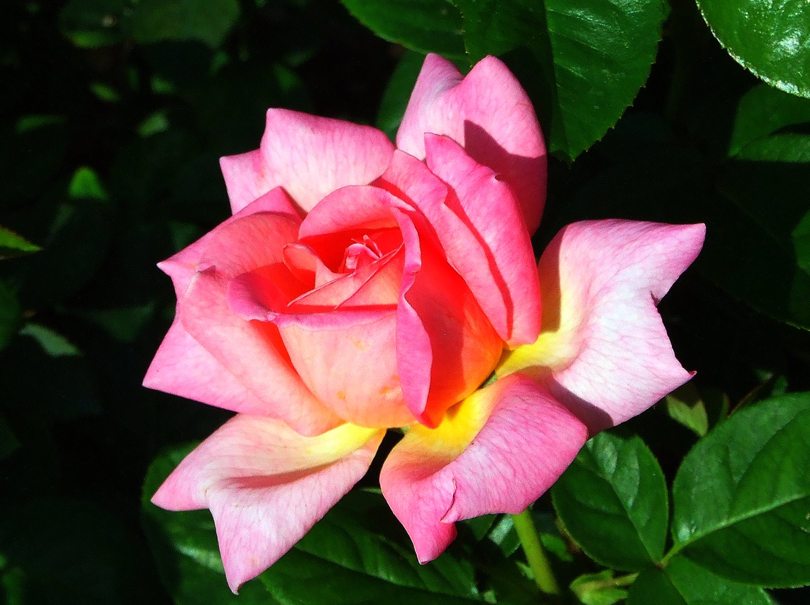 Rosa chinensis image