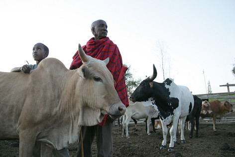 Staying Maasai