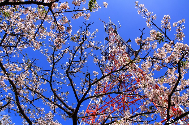 03D 阿里山櫻花季
