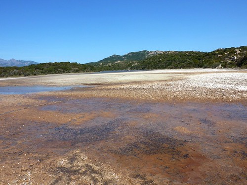 Etang de Pisciu Cane derrière la plage : l'étang et sa faune
