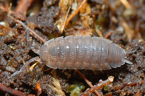 Roly Poly