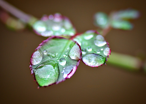 Early - Dew on Rose leaves
