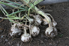 white portugal onions