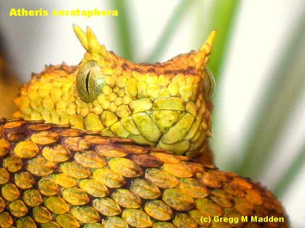 Some of my venomous snakes. | Chameleon Forums
