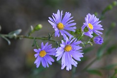 Smooth Blue Aster by Daniel Mullen, on Flickr