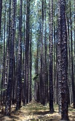 Beerburrum State Forest